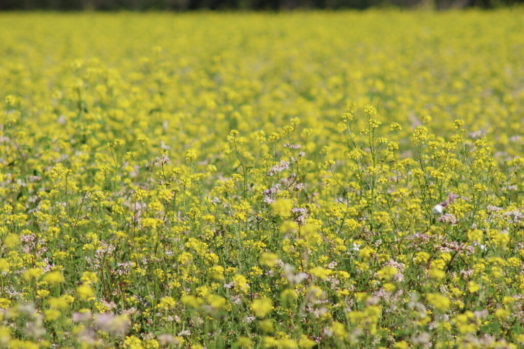 Interculture favorable aux pollinisateurs - FDC25