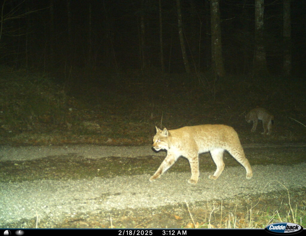 Observation d'un lynx au piège photographique - FDC39