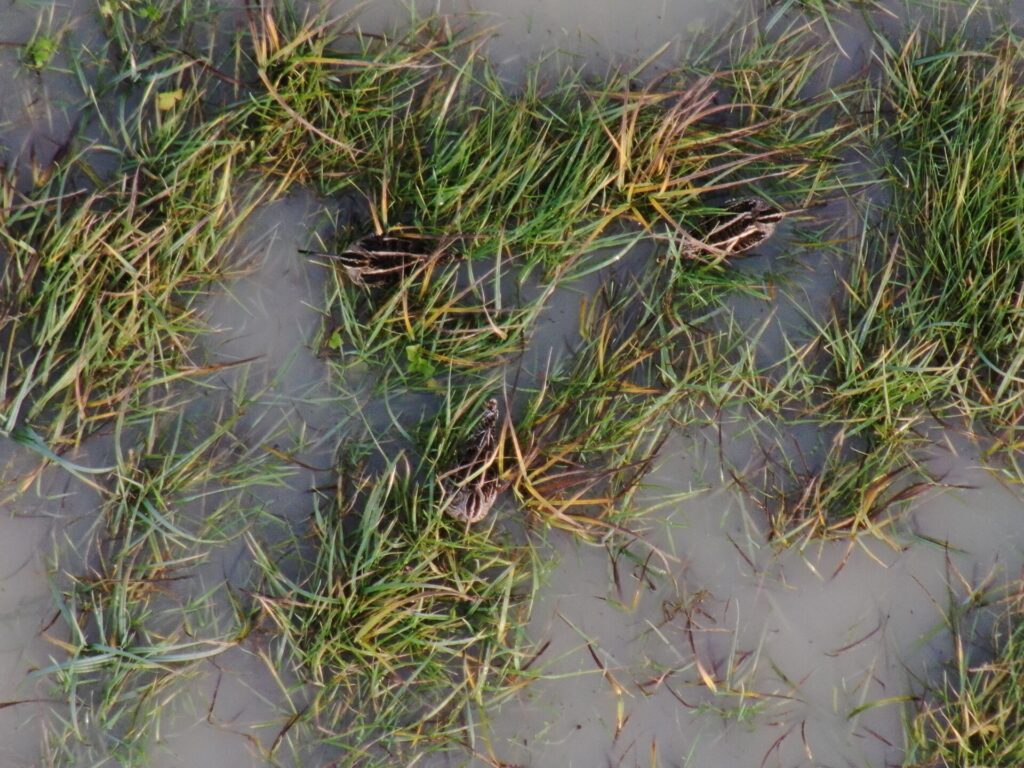 Suivi des bécassines en drone - FDC70
