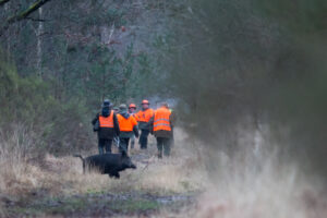 Action de chasse - DGestim