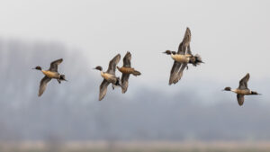 Canards pilet en vol - DGestim