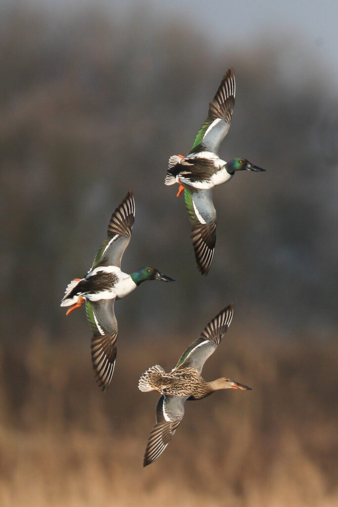 Canards souchet en vol - DGestim