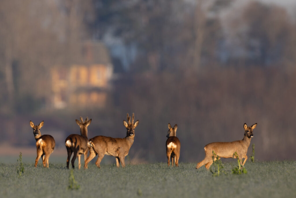 Groupe de chevreuils dans la plaine