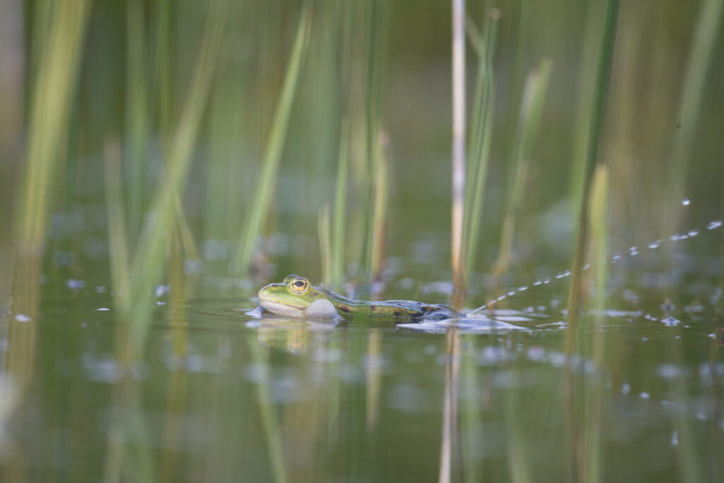 Grenouille verte - DGestim