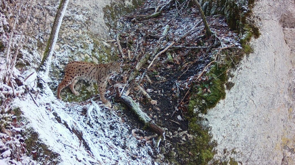 Observation d'un lynx au piège photographique - FDC21