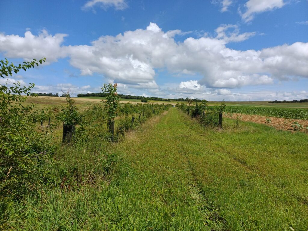 Plantation de haie - FDC 21
