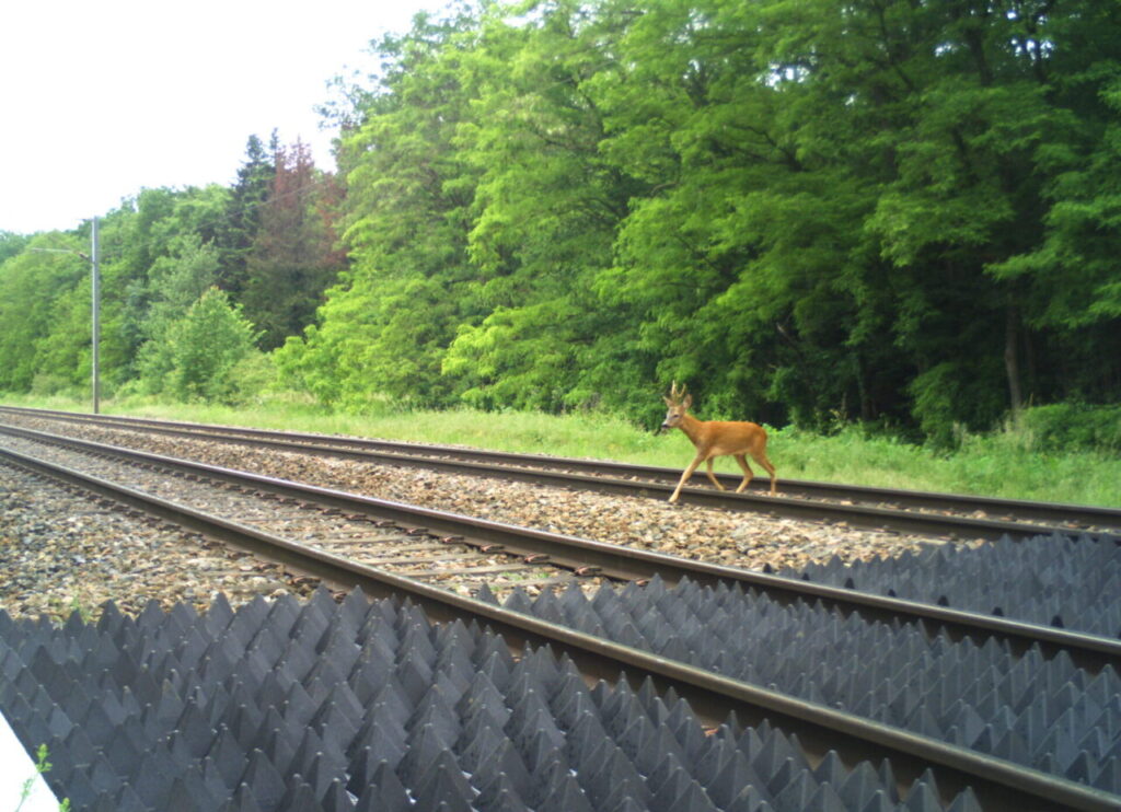 Chevreuil empêché d'entrer en zone dangereuse par un strailgrid SNCF réseau