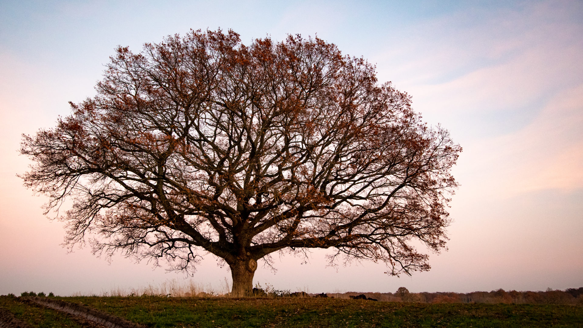 Arbre isolé - DGestim