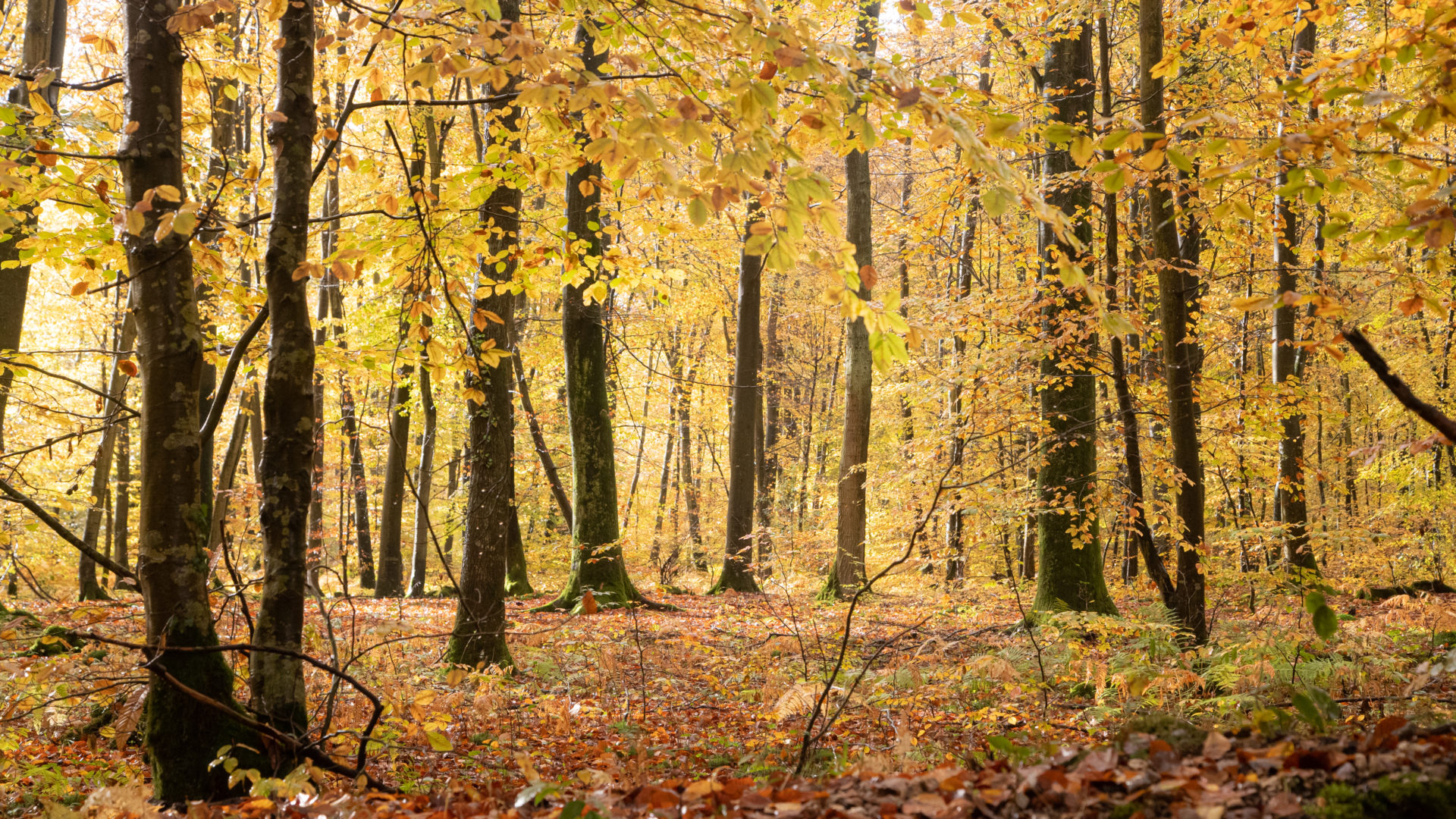 forêt à l'automne - photo prise par Dominique GEST