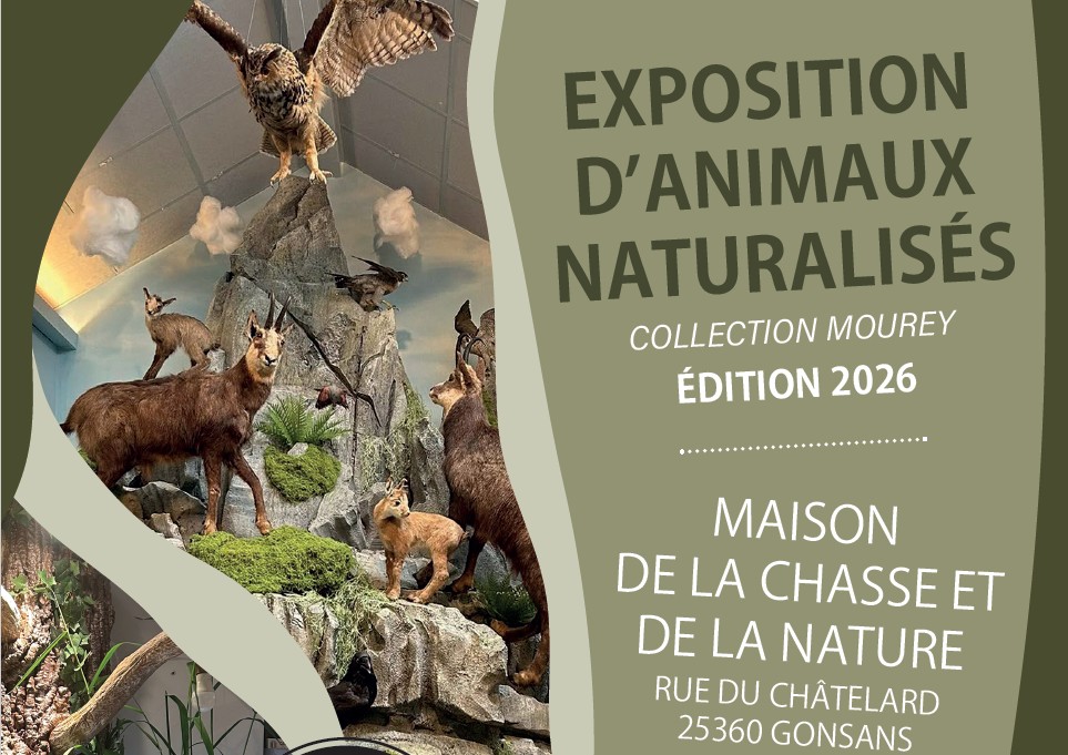 Exposition d'animaux naturalisés à la maison de la chasse et de la nature à GOSAN (25 360), dans le Doubs.