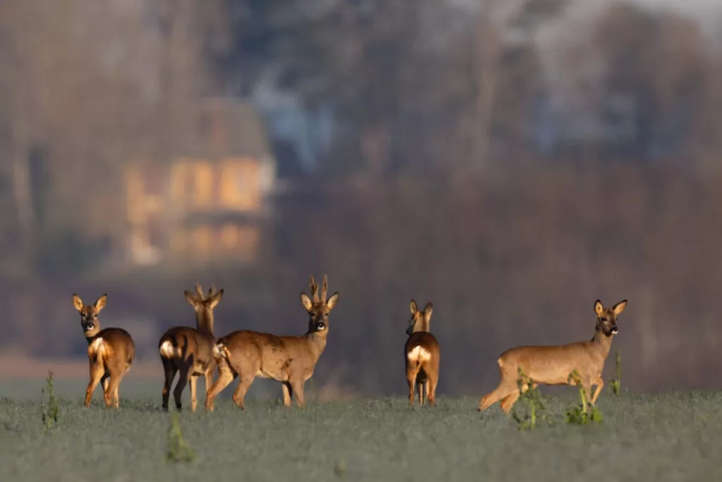 Groupe de chevreuils dans la plaine