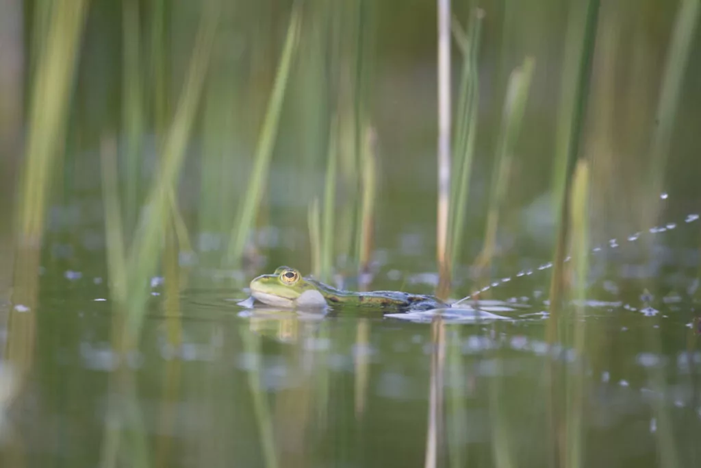 Grenouille verte - DGestim