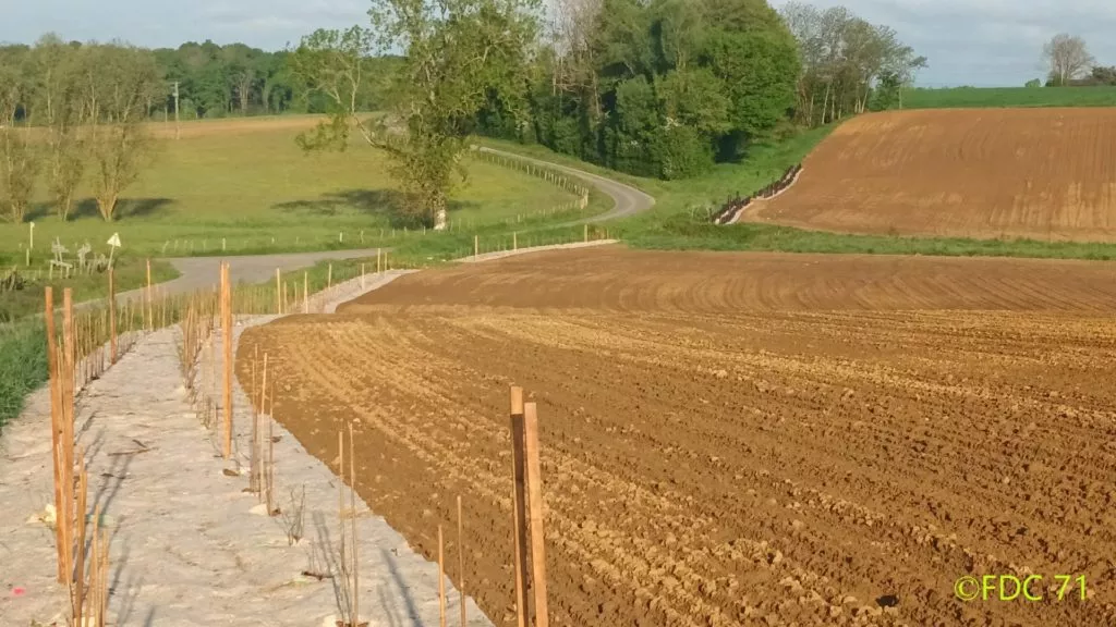 Plantation d'une haie en bordure d'une parcelle agricole réalisée en Saône-Et-Loire