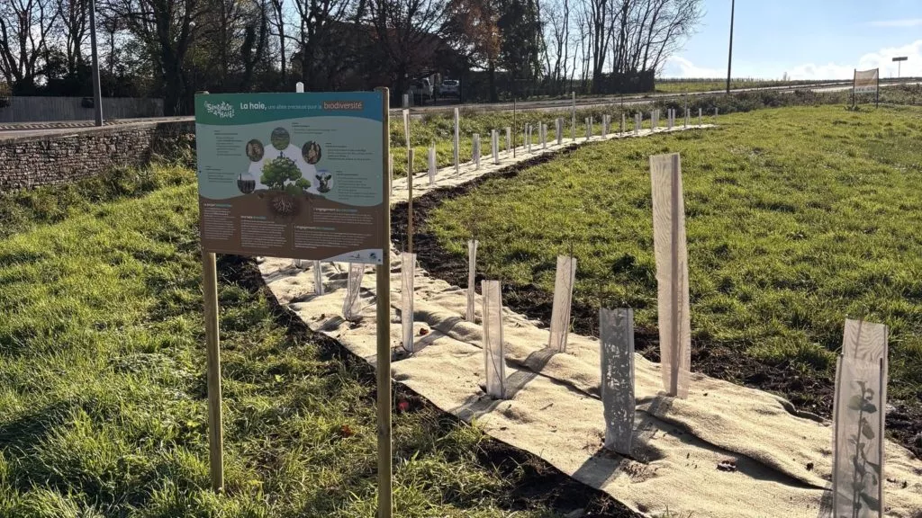 haie plantée par la FDC 21 en partenariat avec la commune de Puligny-Montrachet ainsi qu'une classe de l'école maternelle de dans le cadre du programme Sensibilis'haie porté par la FNC